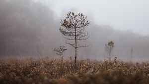 Preview wallpaper grass, blur, fog, macro, branches