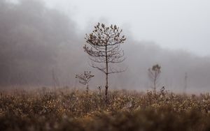 Preview wallpaper grass, blur, fog, macro, branches