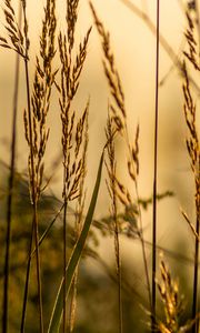 Preview wallpaper grass, blur, leaves, macro