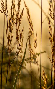 Preview wallpaper grass, blur, leaves, macro