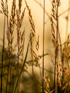 Preview wallpaper grass, blur, leaves, macro