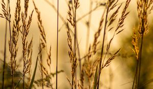 Preview wallpaper grass, blur, leaves, macro