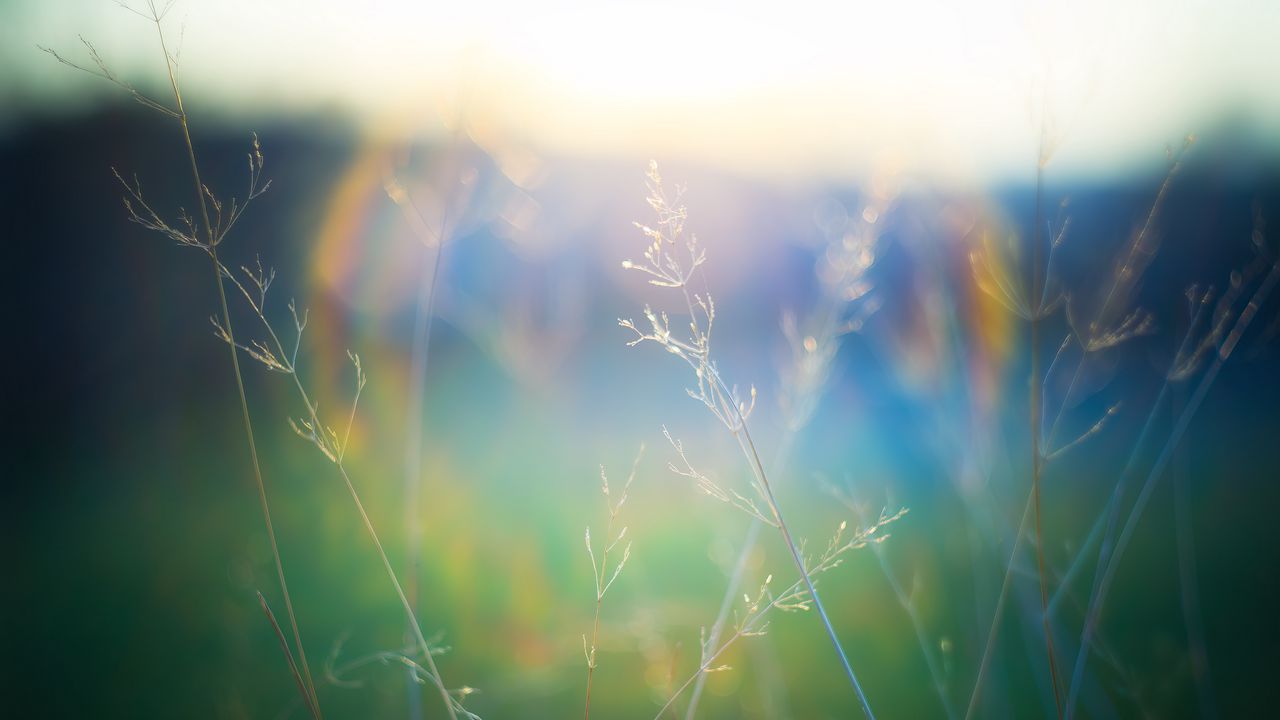 Wallpaper grass, blur, light, plants