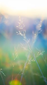 Preview wallpaper grass, blur, light, plants