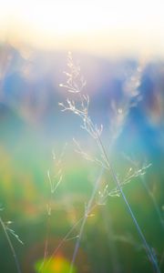 Preview wallpaper grass, blur, light, plants