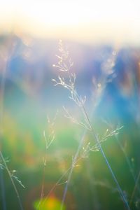 Preview wallpaper grass, blur, light, plants