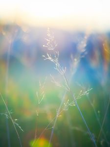 Preview wallpaper grass, blur, light, plants