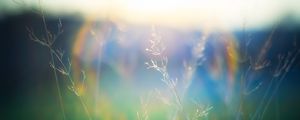 Preview wallpaper grass, blur, light, plants