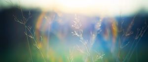 Preview wallpaper grass, blur, light, plants