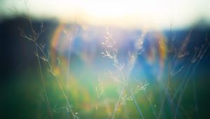 Preview wallpaper grass, blur, light, plants