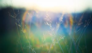 Preview wallpaper grass, blur, light, plants