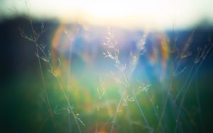 Preview wallpaper grass, blur, light, plants