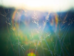 Preview wallpaper grass, blur, light, plants