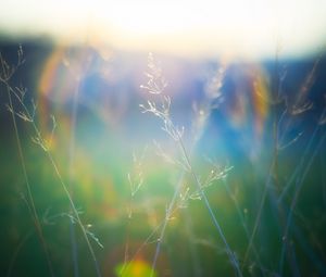 Preview wallpaper grass, blur, light, plants