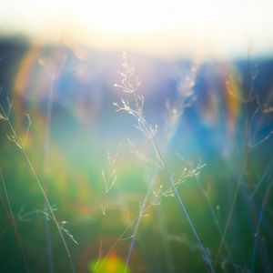 Preview wallpaper grass, blur, light, plants
