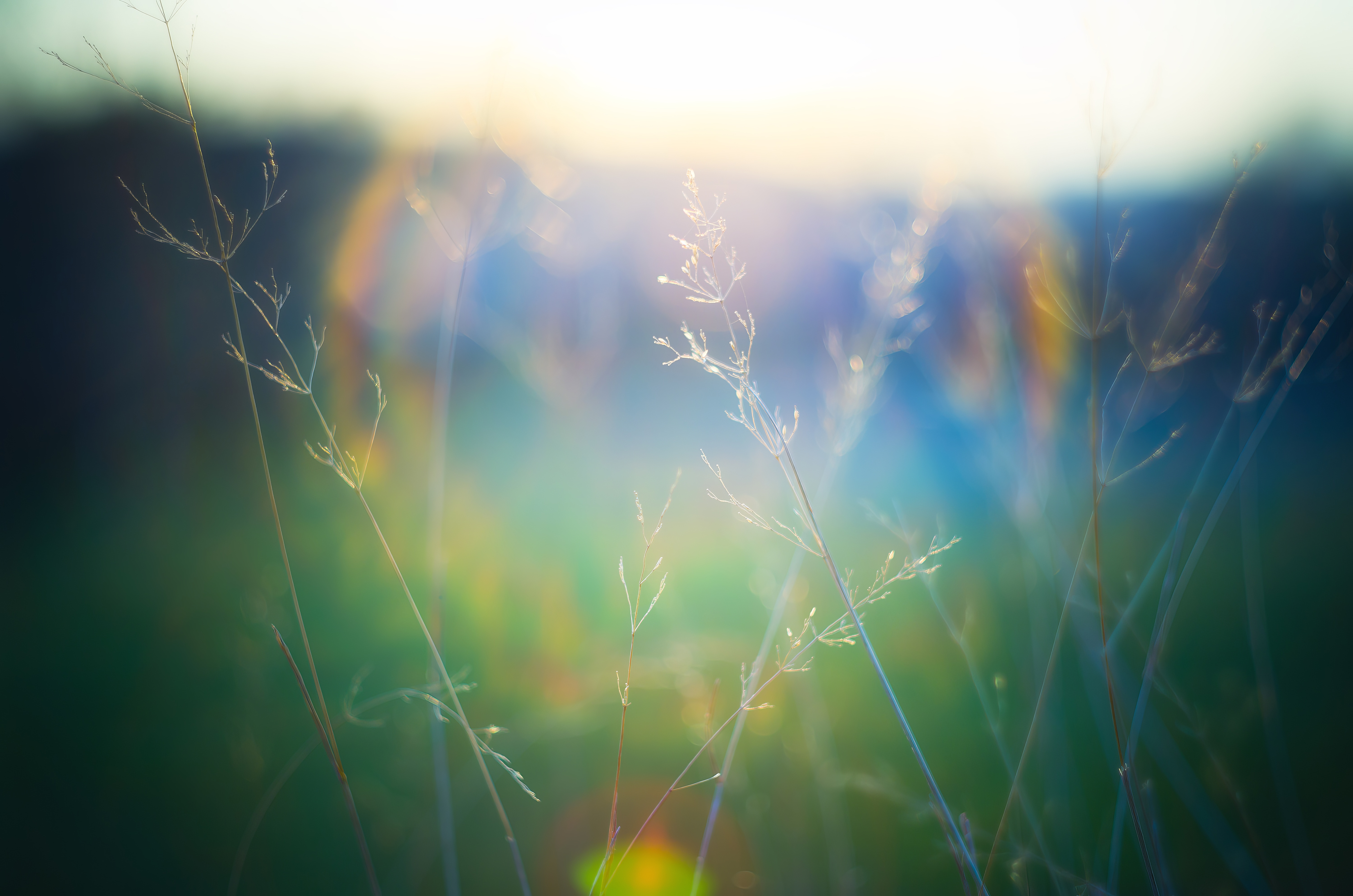 6000x3974 Wallpaper grass, blur, light, plants