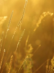 Preview wallpaper grass, blur, light, bright, plant