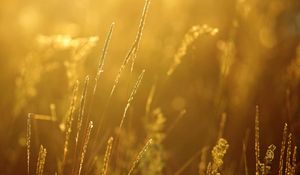 Preview wallpaper grass, blur, light, bright, plant