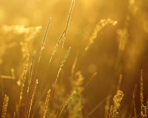 Preview wallpaper grass, blur, light, bright, plant