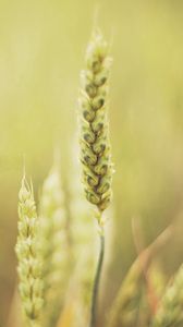 Preview wallpaper grass, blur, light, plant