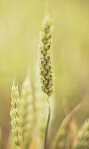 Preview wallpaper grass, blur, light, plant