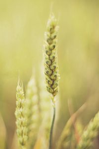 Preview wallpaper grass, blur, light, plant