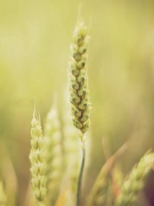 Preview wallpaper grass, blur, light, plant