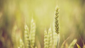 Preview wallpaper grass, blur, light, plant