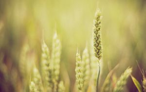 Preview wallpaper grass, blur, light, plant