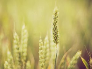 Preview wallpaper grass, blur, light, plant