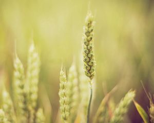 Preview wallpaper grass, blur, light, plant