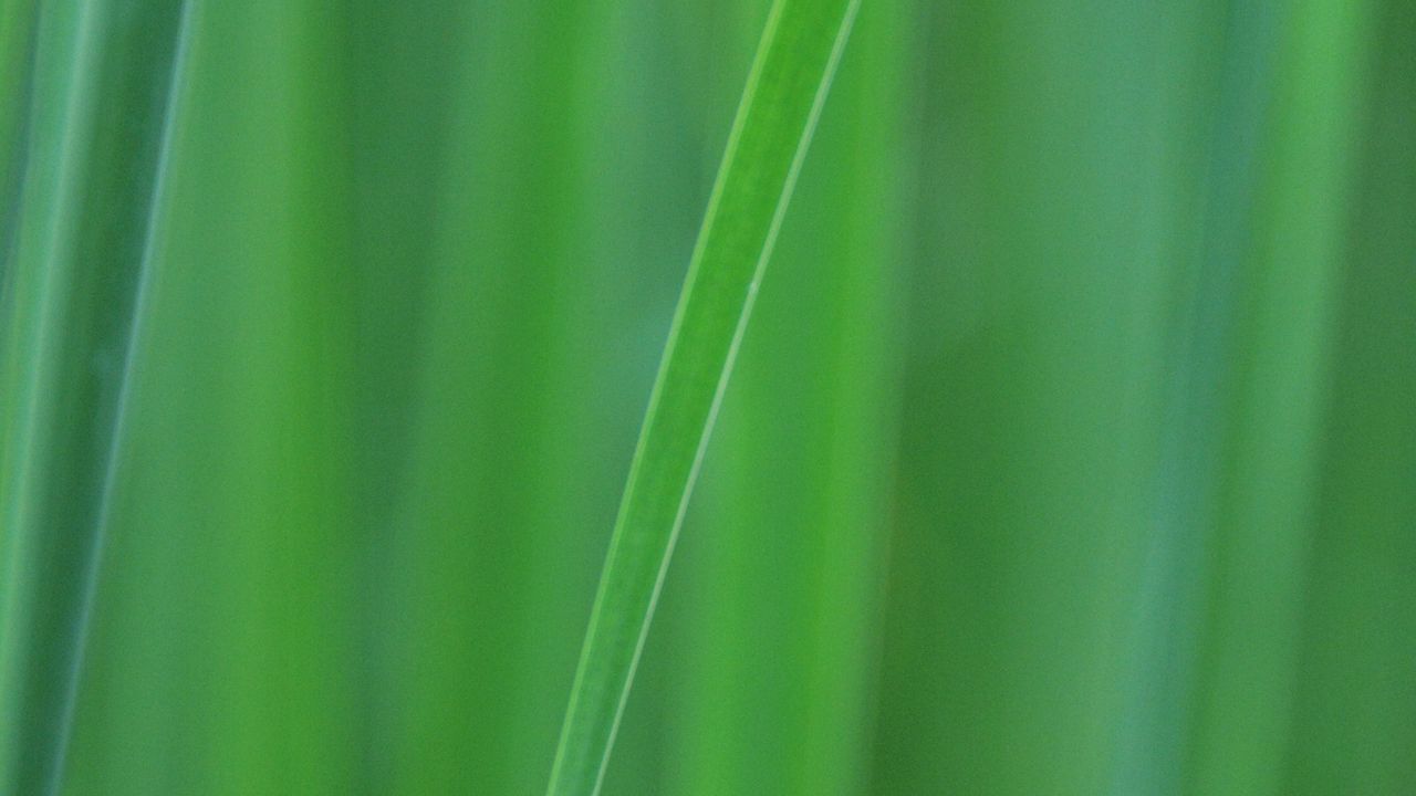 Wallpaper grass, blur, macro, green, background