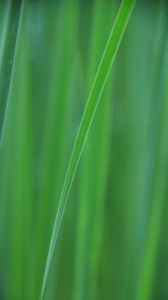 Preview wallpaper grass, blur, macro, green, background