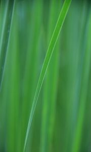 Preview wallpaper grass, blur, macro, green, background