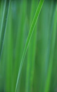 Preview wallpaper grass, blur, macro, green, background