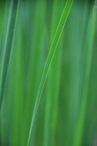 Preview wallpaper grass, blur, macro, green, background