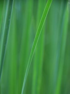 Preview wallpaper grass, blur, macro, green, background