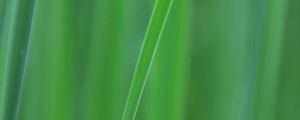 Preview wallpaper grass, blur, macro, green, background