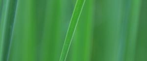 Preview wallpaper grass, blur, macro, green, background