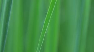 Preview wallpaper grass, blur, macro, green, background