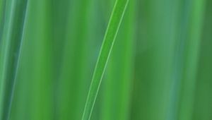 Preview wallpaper grass, blur, macro, green, background