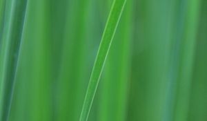 Preview wallpaper grass, blur, macro, green, background