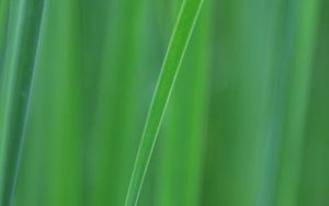 Preview wallpaper grass, blur, macro, green, background