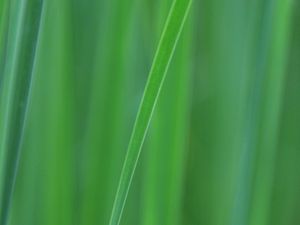 Preview wallpaper grass, blur, macro, green, background