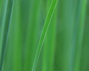 Preview wallpaper grass, blur, macro, green, background