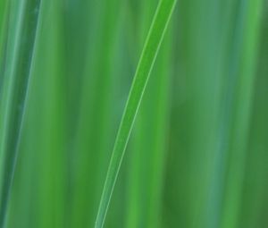 Preview wallpaper grass, blur, macro, green, background