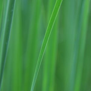 Preview wallpaper grass, blur, macro, green, background