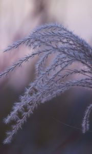 Preview wallpaper grass, blur, macro, fluff