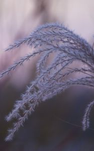 Preview wallpaper grass, blur, macro, fluff