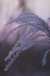 Preview wallpaper grass, blur, macro, fluff